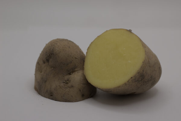 Cut German Butterball Seed tuber close up