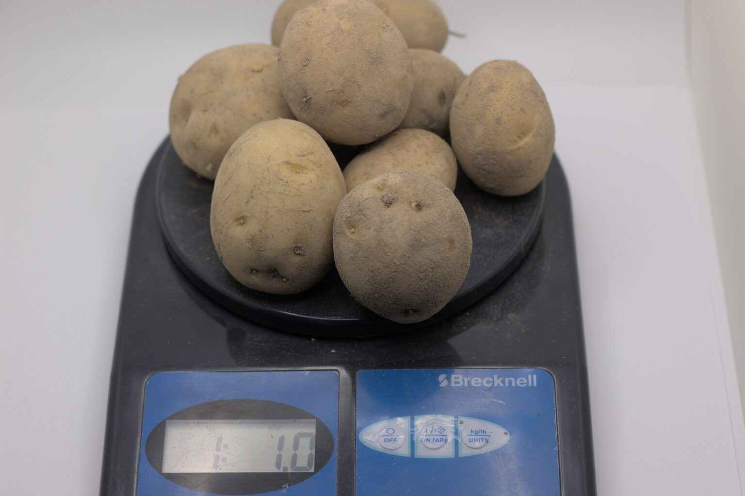 German Butterball Seed Potato Johnny Potato Seed 4894