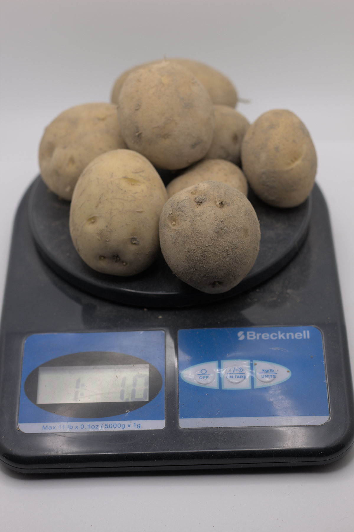 German Butterball Seed Potato Johnny Potato Seed 7902