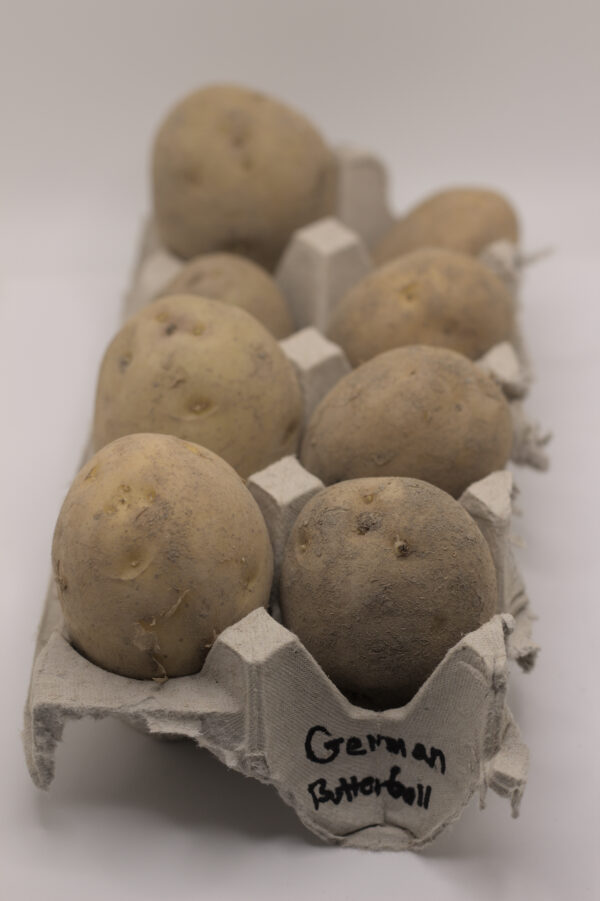 German Butterball seed tubers in egg carton