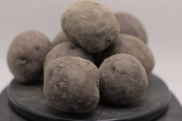 close up of huckleberry gold seed tubers