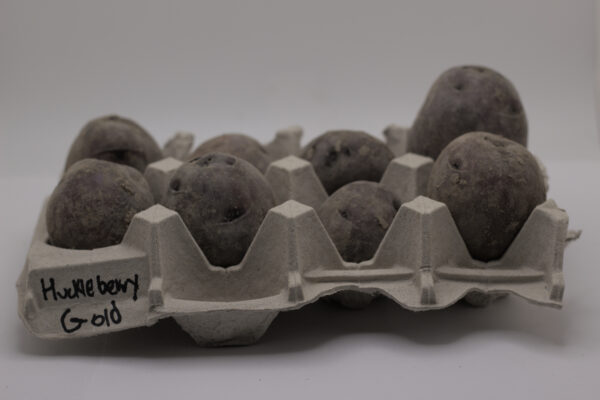 one pound of huckleberry gold seed tubers in an egg carton