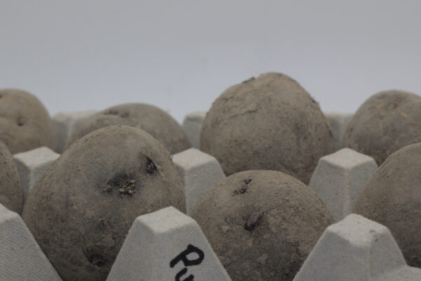 close up of purple majesty seed tuber