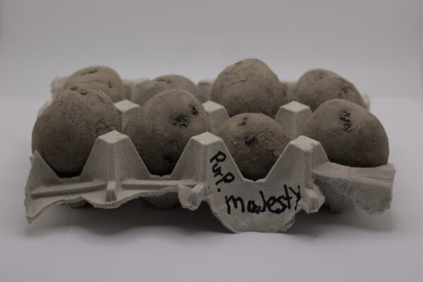 one pound of purple majesty seed tubers in an egg carton