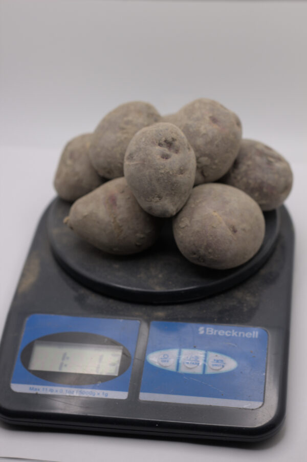 one pound of purple viking seed tubers on a scale