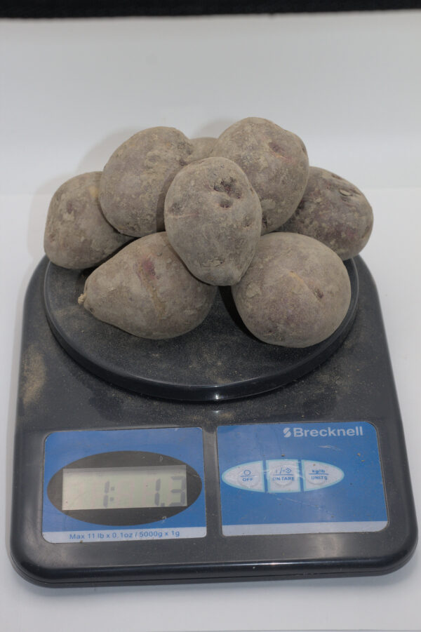 one pound of purple viking seed tubers on a scale