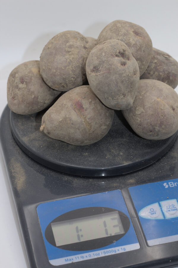 purple viking seed tubers