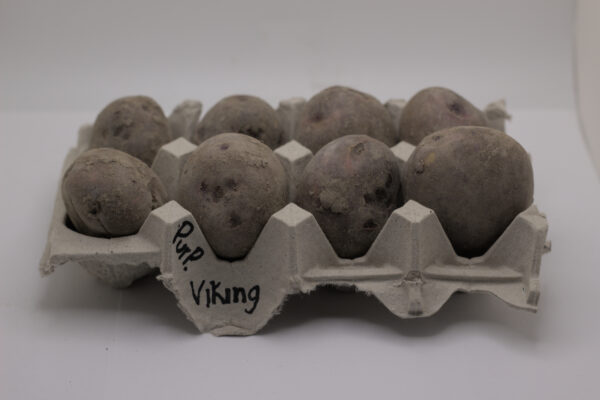 one pound of purple viking seed tubers in an egg carton