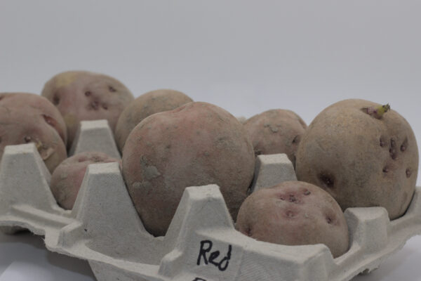 red pontiac tubers in an egg carton