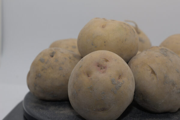 close up of yukon gold seed tubers