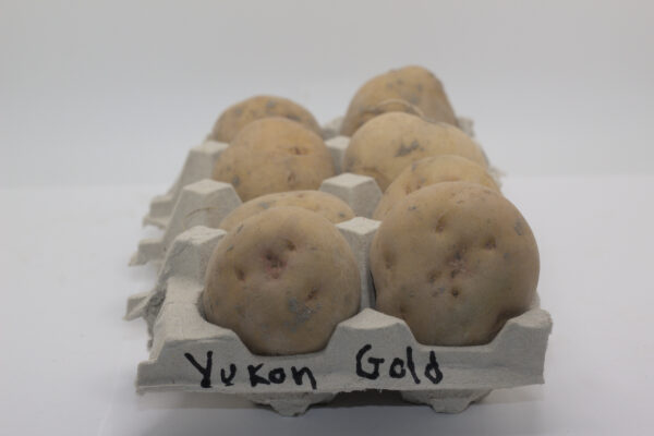 one pound of yukon gold tubers in an egg carton