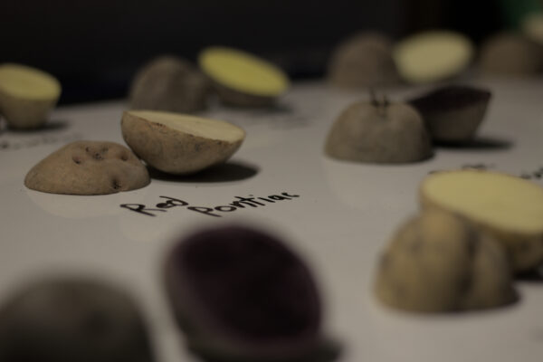 zoomed in photo of various potatoes cut in half.