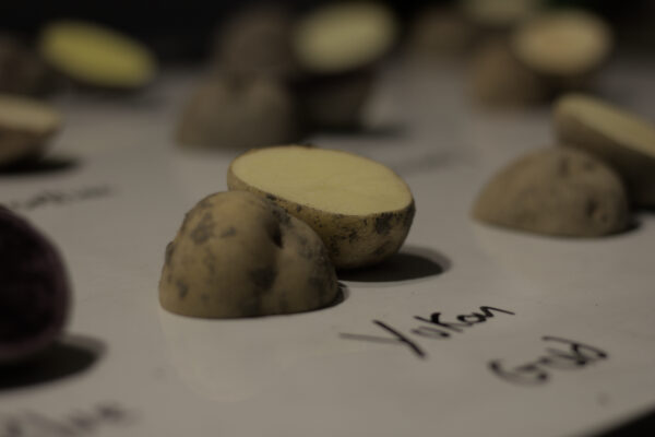 yukon gold potato cut in half on a whiteboard
