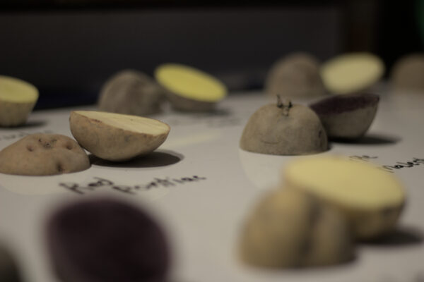 zoomed in photo of various potatoes in cut in half