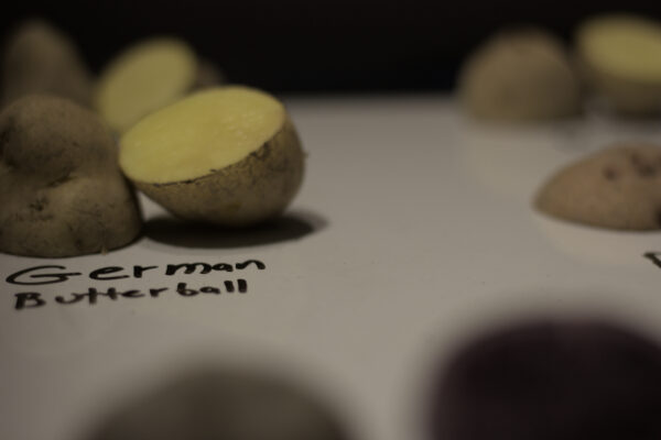 cut german butterball on a white board