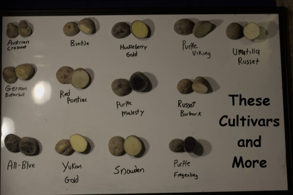 Mix of Cultivars cut in half on a white board