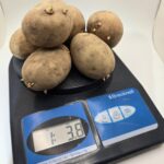 Alturas Seed Potato - Image 7