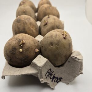 Alturas Seed Potato - Image 6