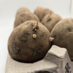 Alturas Seed Potato - Image 5