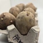 Alturas Seed Potato - Image 4