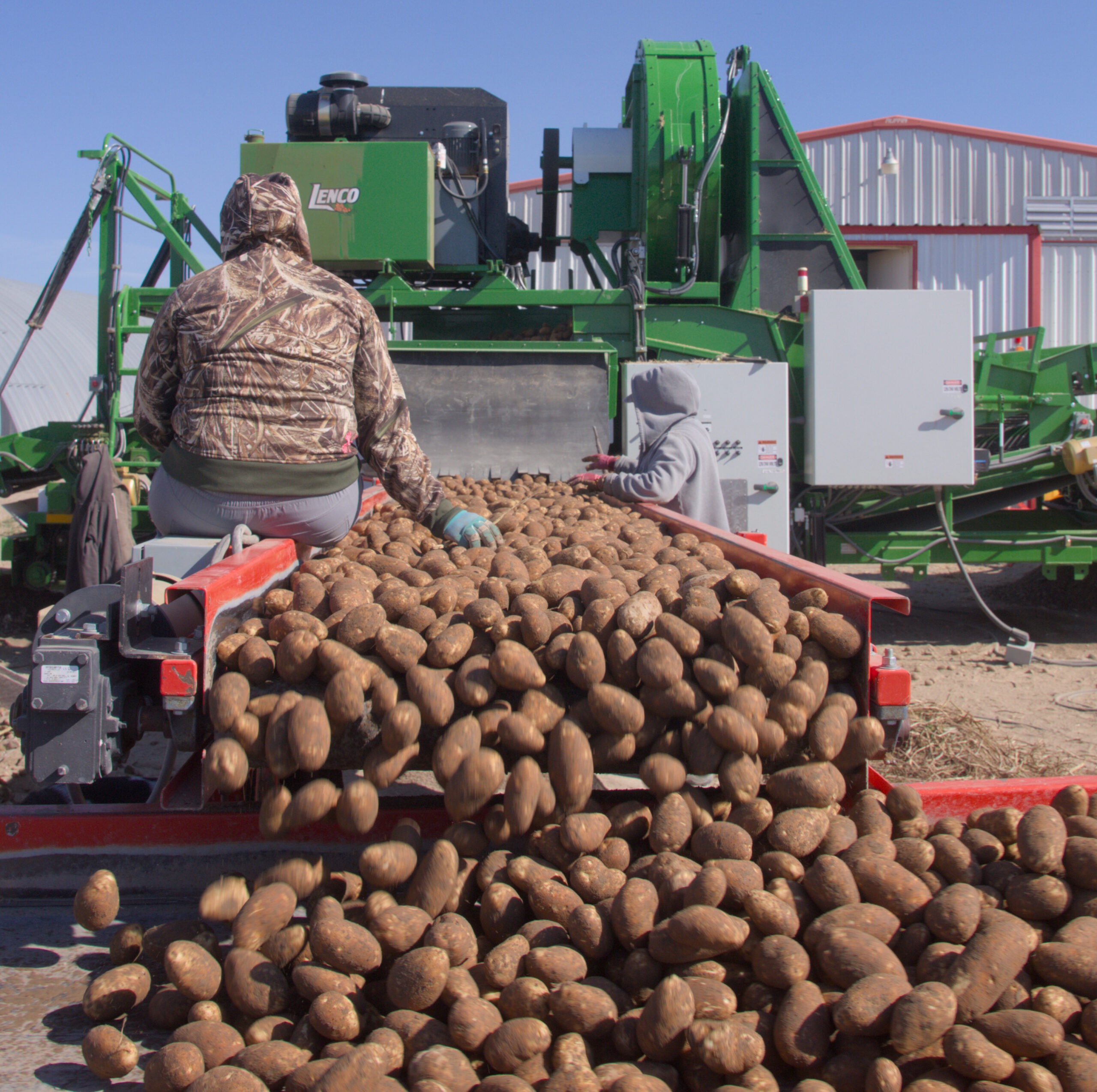 An individual sitting on a potato belt grading seed potatoes as they go by.