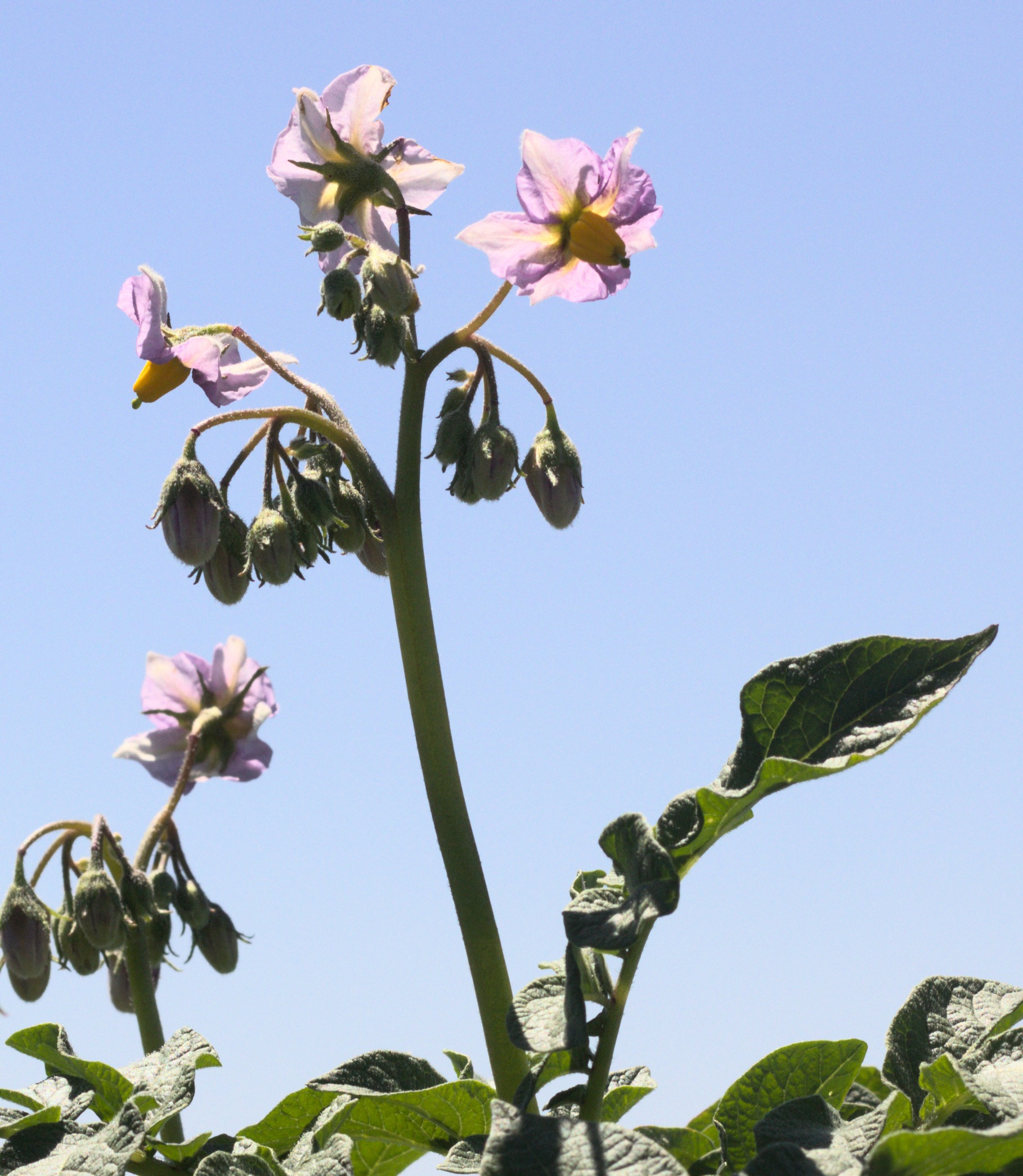 potato blossoms that have been pollinated turning into true potato seed berries.