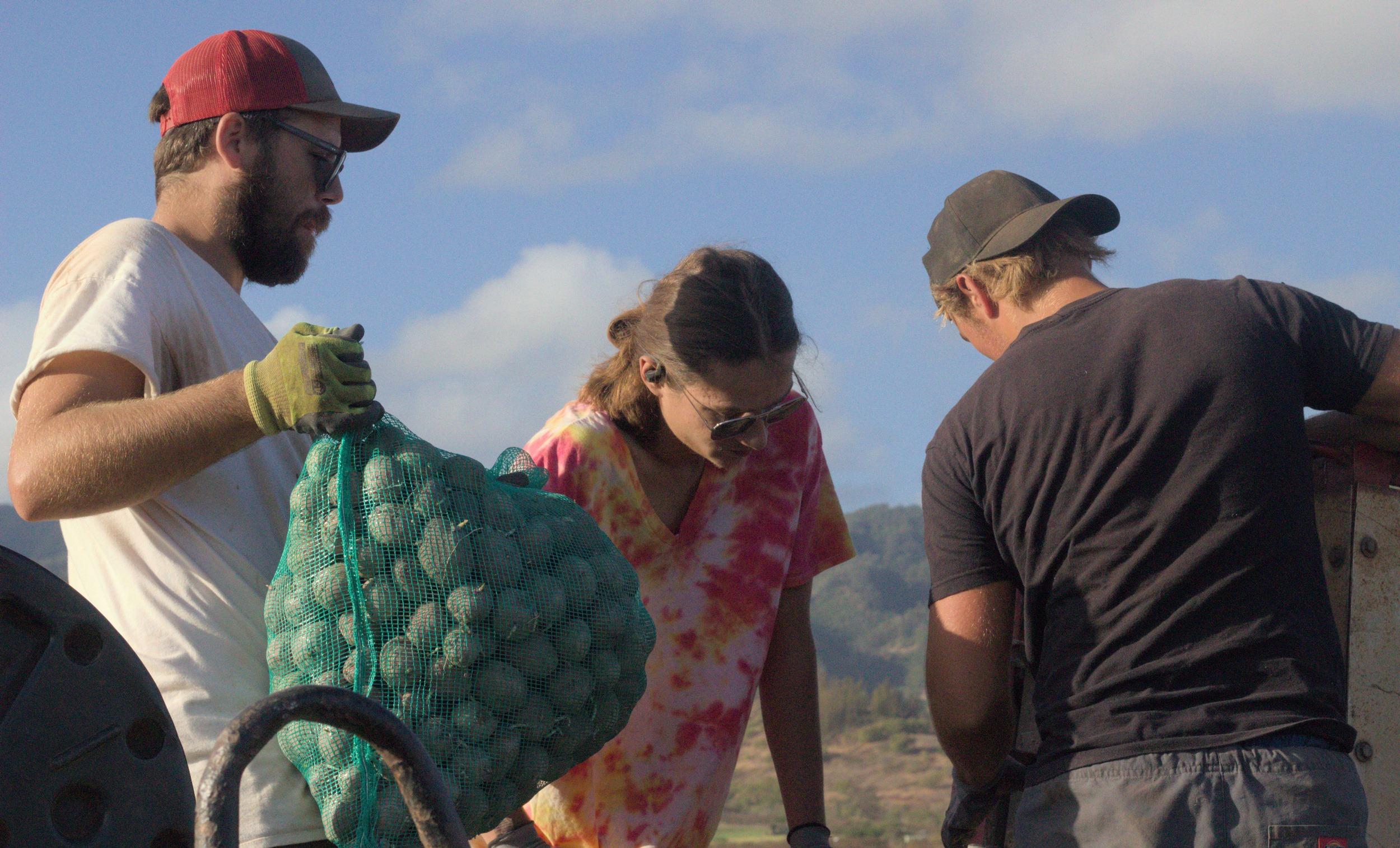three seed potato experts planting a sample of potato seed