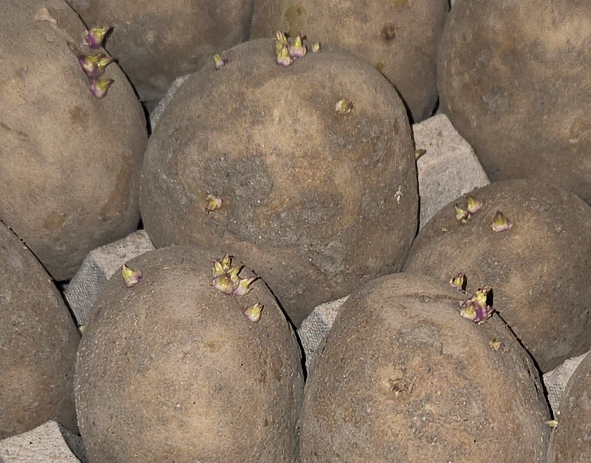 zoomed in photo of seed potato sprouts on a russet