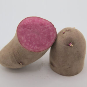 Amarosa Seed Potatoes