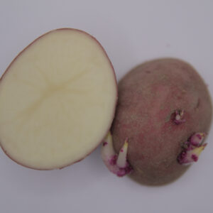 Colorado Rose Seed Potato