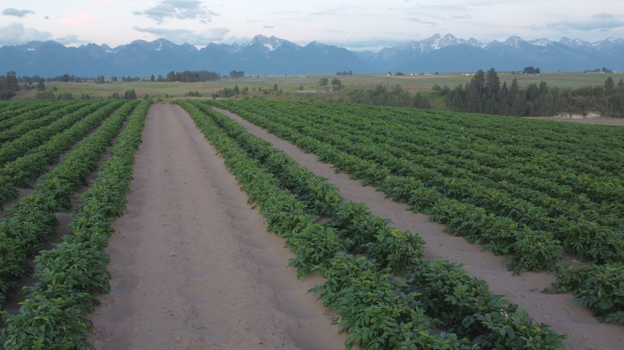 A photo of a field of different seed potato lots with the snow covered Mission Mountains in the background.