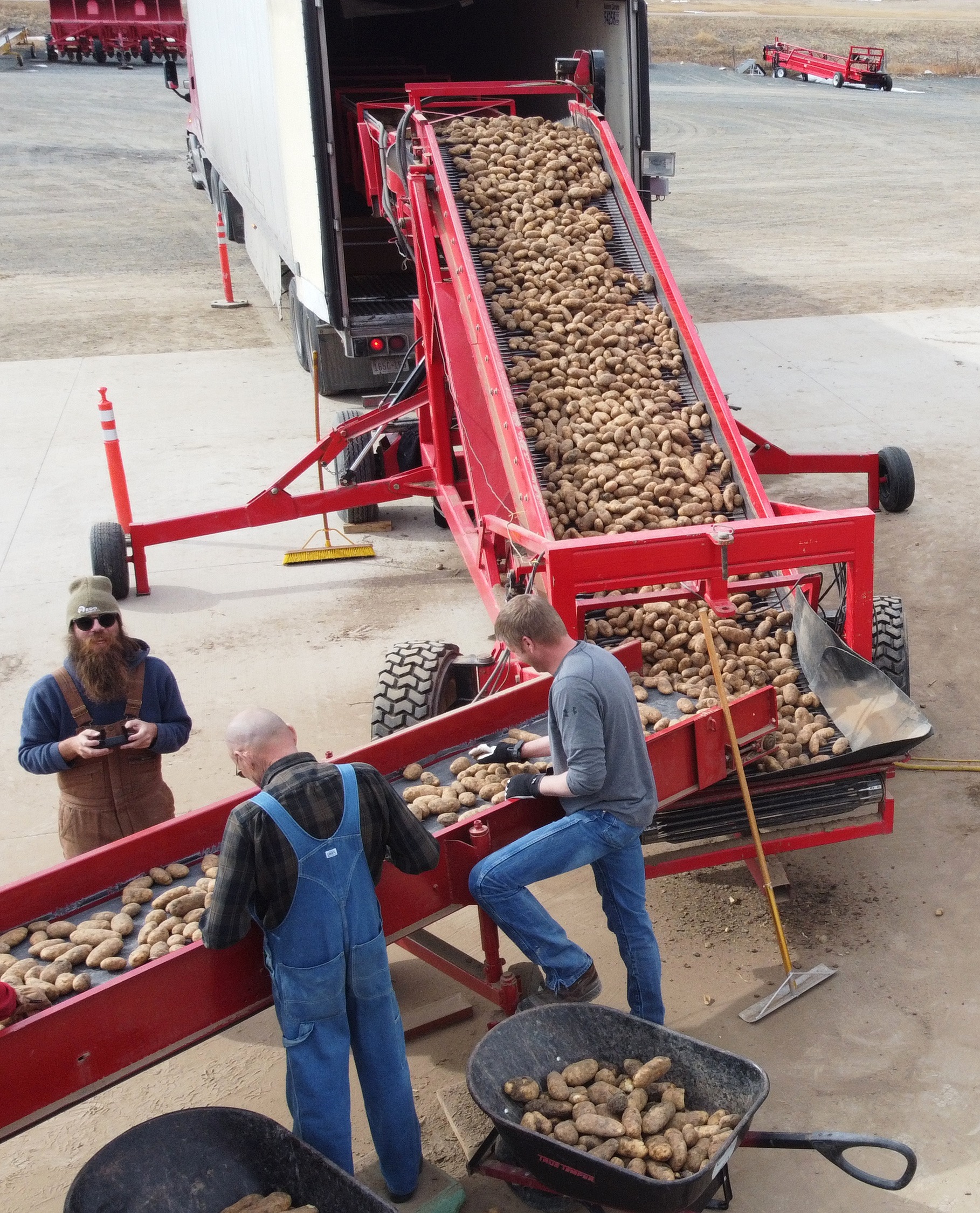 two potato farmers inspecting seed at the end of the belt before the potatoes get loaded on a truck to get used at a commercial farm.