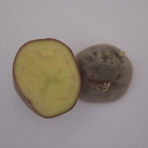 French Fingerling Seed Potatoes