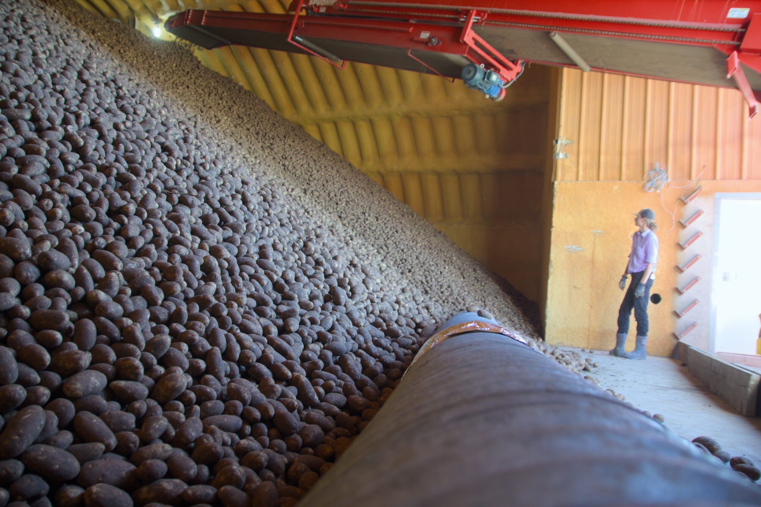 A watchful potato piler scouts for problems in the storage cellar during harvest.