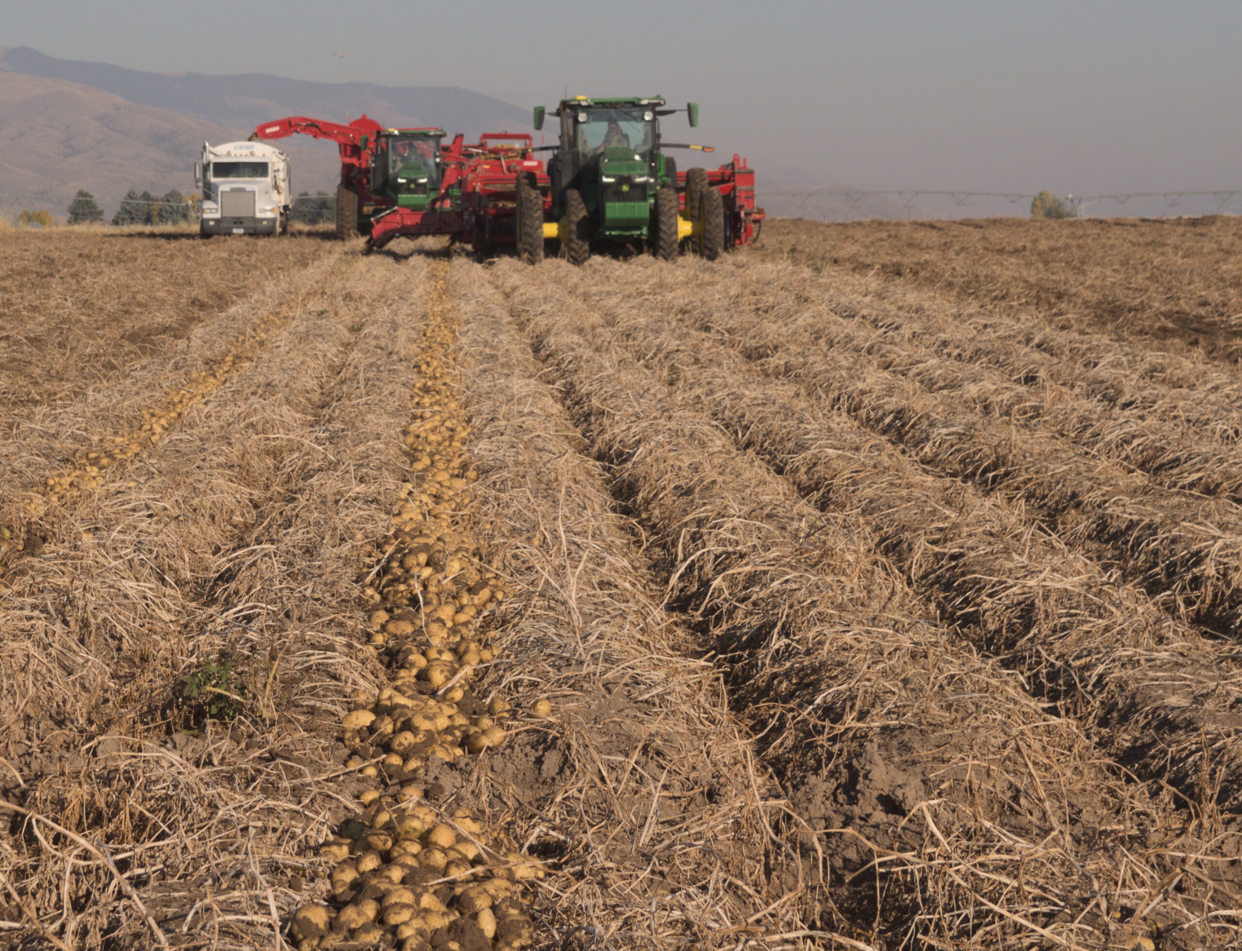 this is an image of potatoes being harvested directly from the field.
