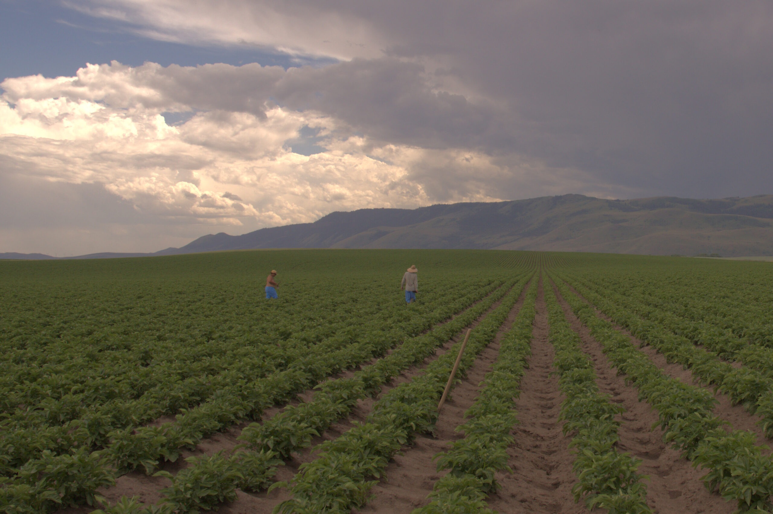 two roguers scouting for potato disease in a montana seed lot