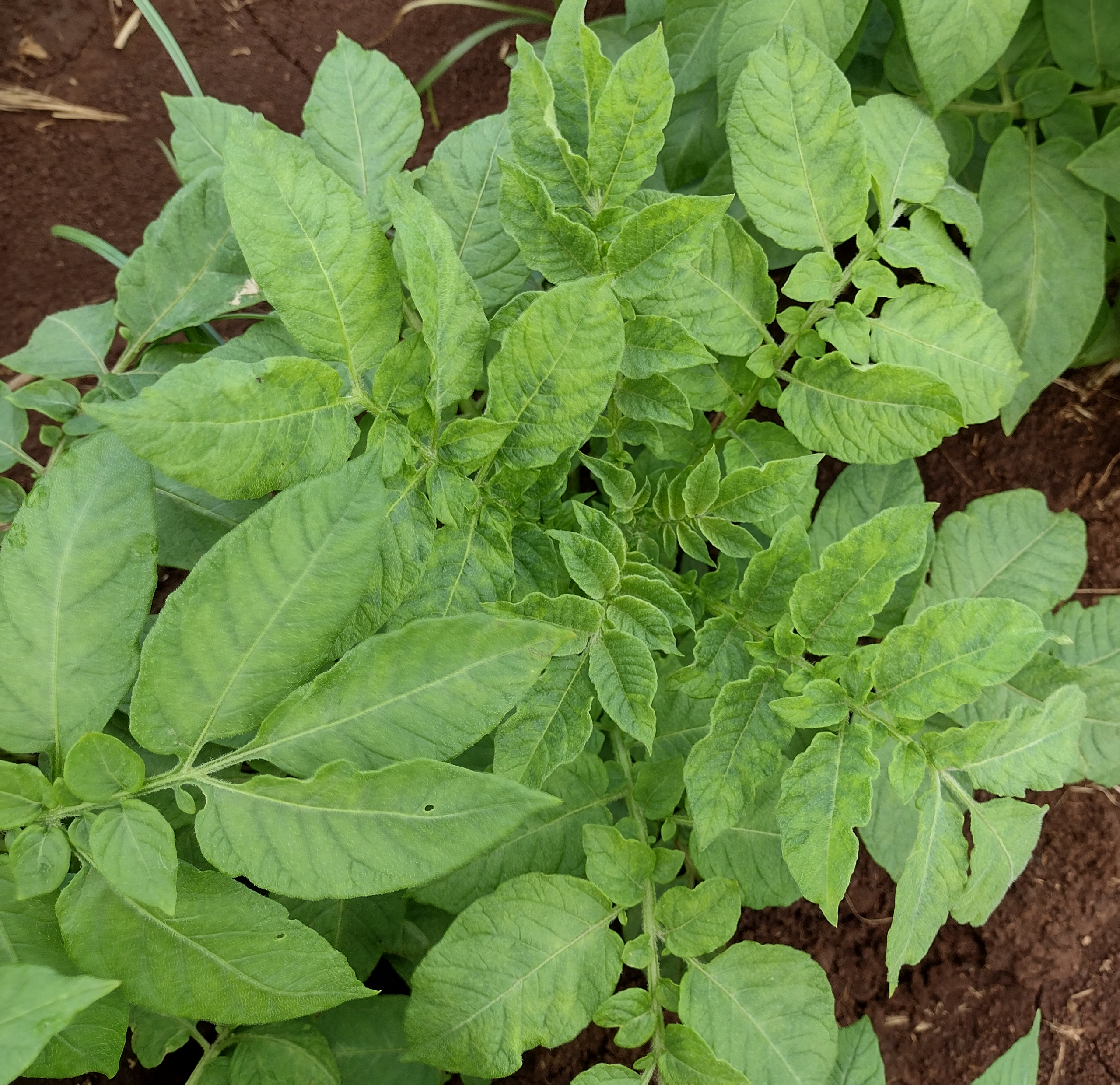 An image of a potato plant with potato virus y.