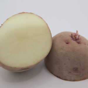 Red viking seed potato cut in half.