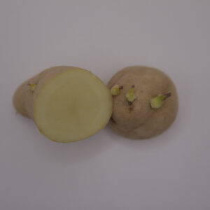 Russian Banana Seed Potato