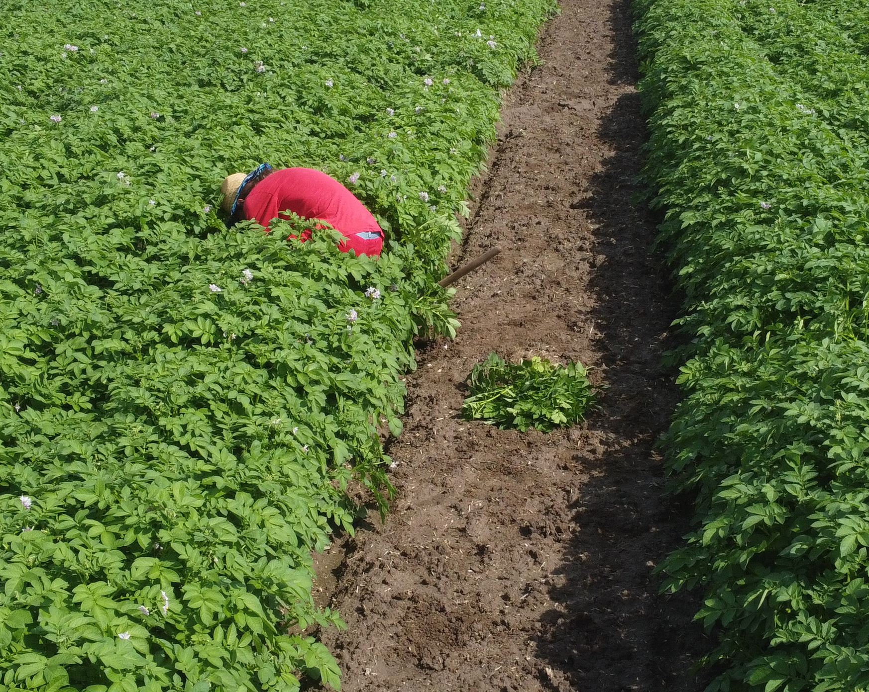 An image of a roguer removing a diseased potato plant from a seed potato field.
