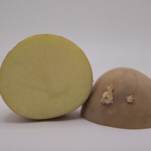 Yukon Gold Seed Potato