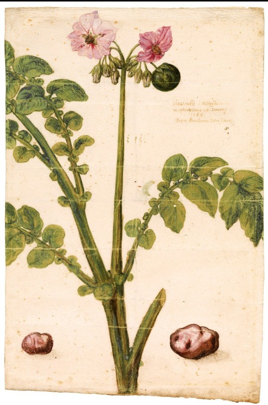 This drawing is the earliest known representation of the potato plant in Western and Central Europe circa 1588.