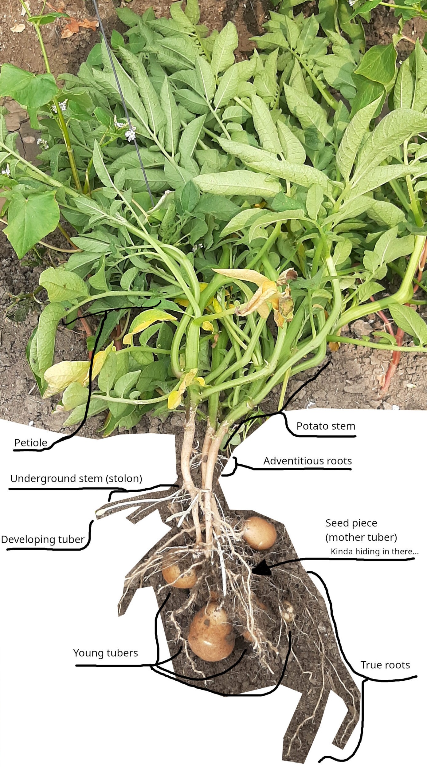 Photo of a potato plants foliage and roots with parts of the plant labeled.