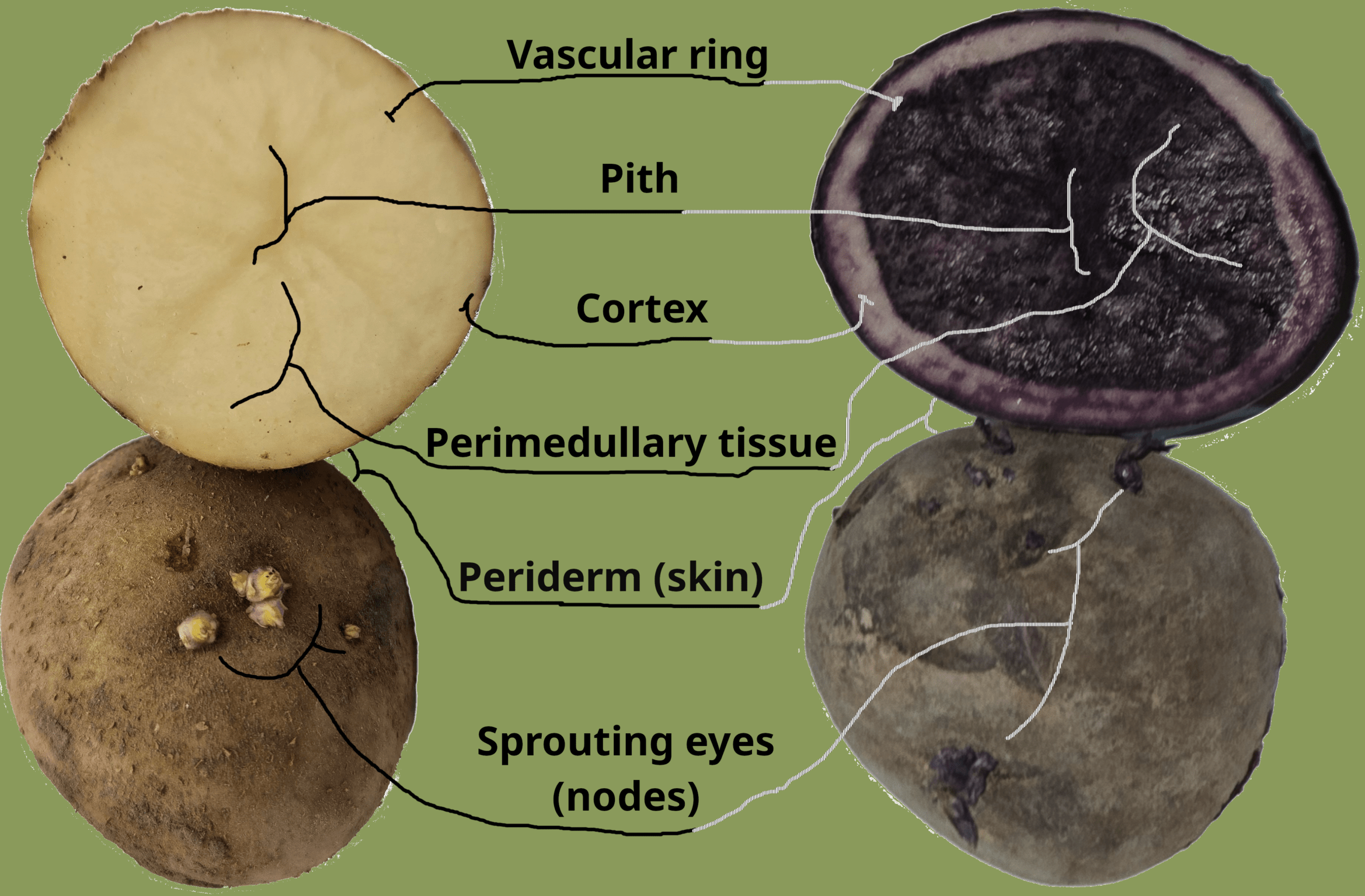 a cross section of a potato tuber with lines and labels denoting key features